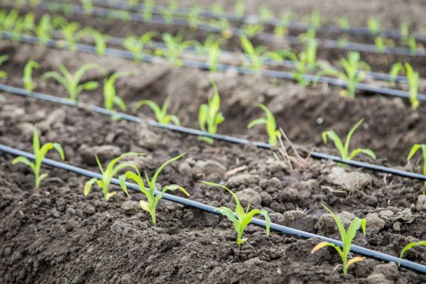 Drip Irrigation Septic Repair - Drip Irrigation Septic Repair Delray Beach, Florida